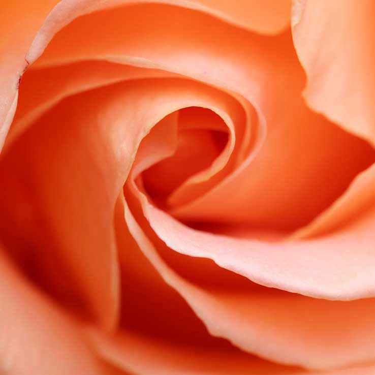 Rose in orange