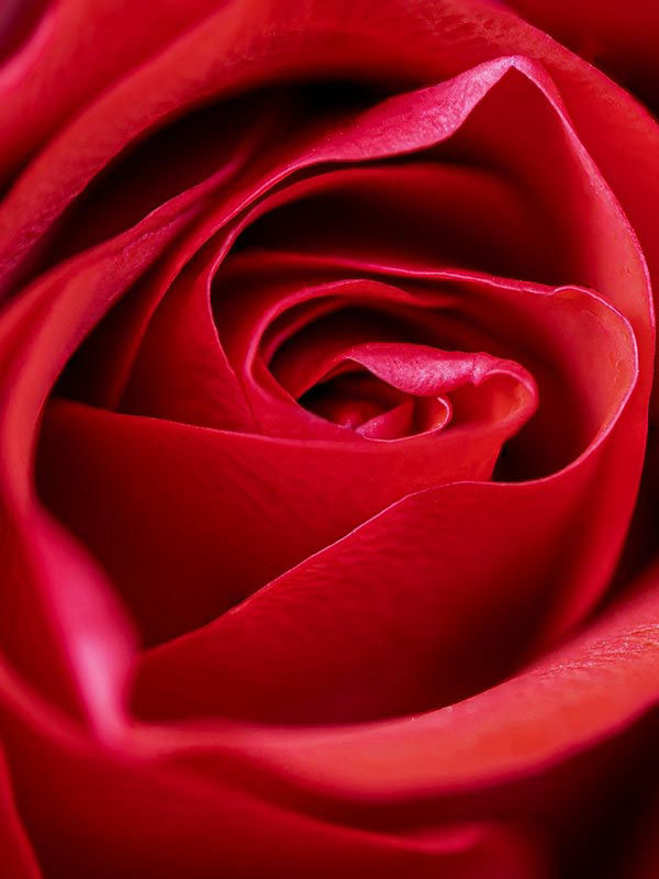 Rote Rosenbluete in Nahaufnahme