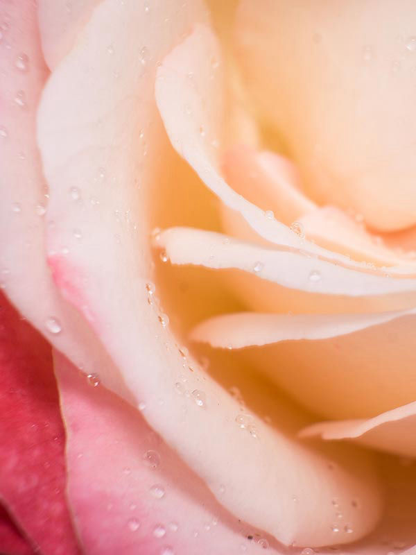 Nahaufnahme Rosenblüte mit Wassertropfen